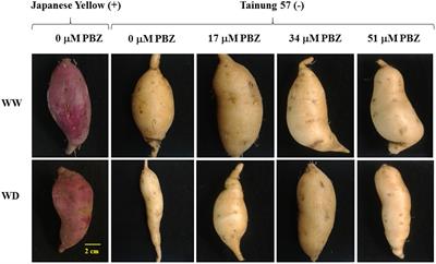 Water-Deficit Tolerance in Sweet Potato [Ipomoea batatas (L.) Lam.] by Foliar Application of Paclobutrazol: Role of Soluble Sugar and Free Proline